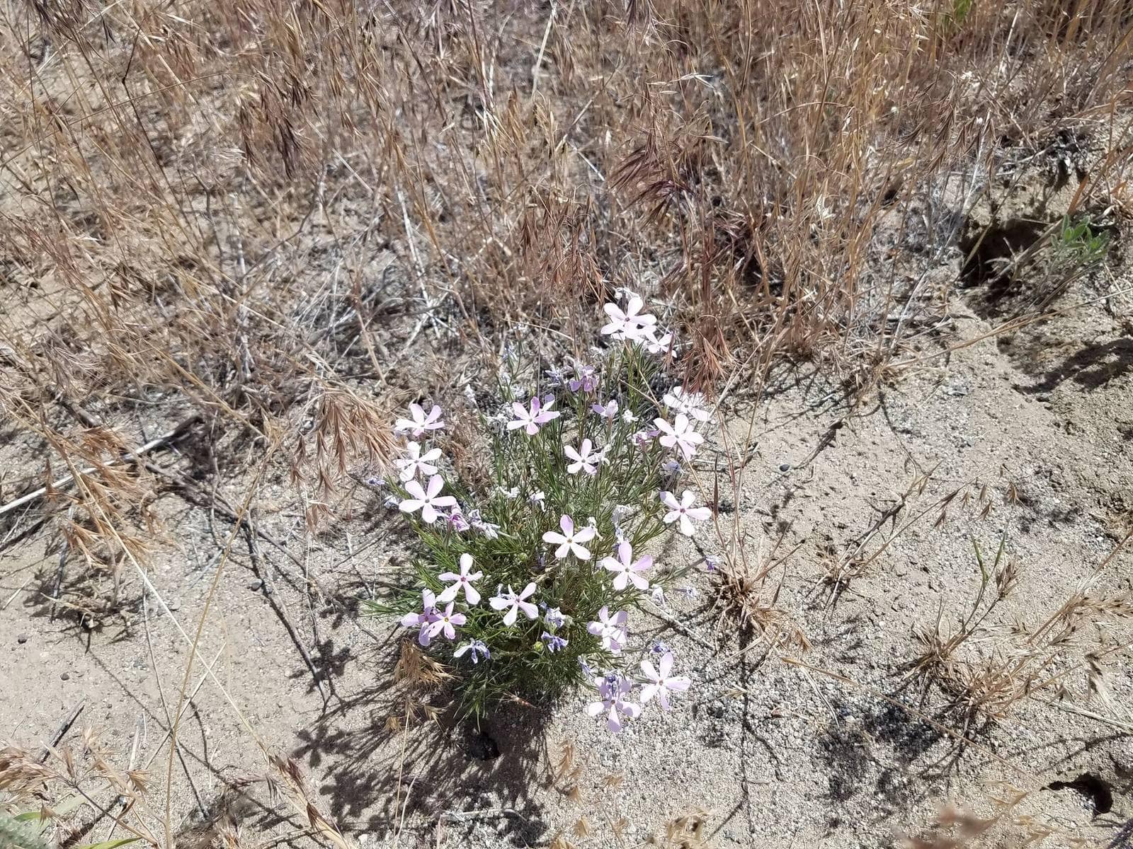 A spring meadow full of wildflowers