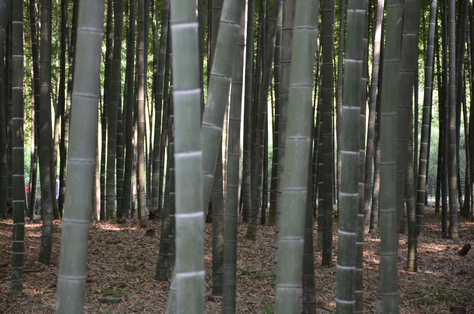 A lush green bamboo forest