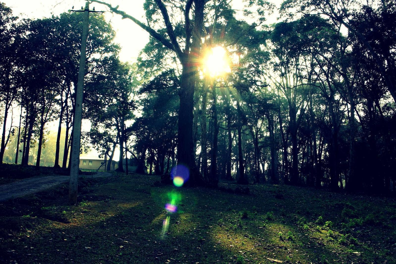 Sunlight through tall green forest trees