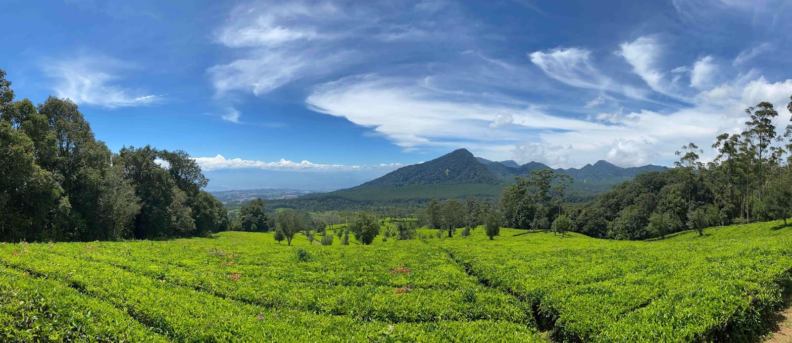 Rows of green tea plantation across rolling hills