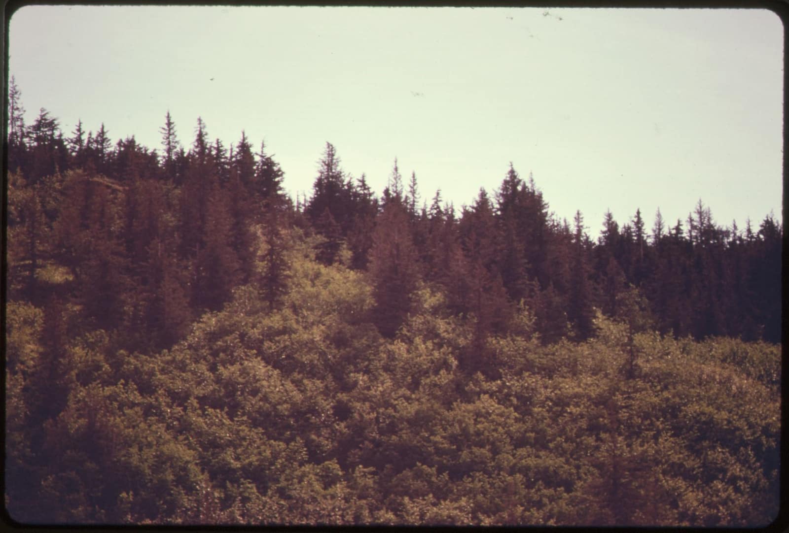 A dense green riverside forest